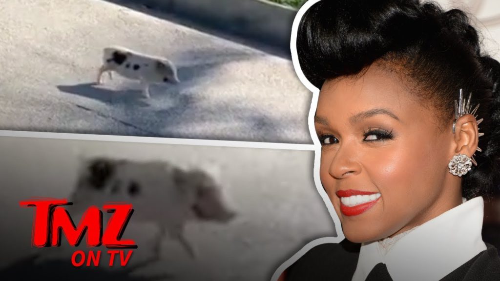 Janelle Monae Saves A Little Piggie! | TMZ TV 1