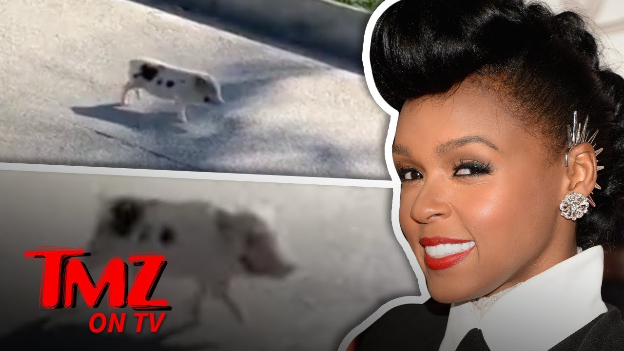 Janelle Monae Saves A Little Piggie! | TMZ TV 2