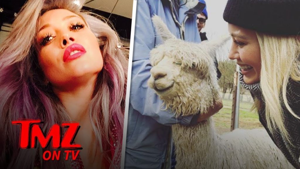 Hilary Duff Got An Alpaca For Valentine's Day | TMZ TV 1