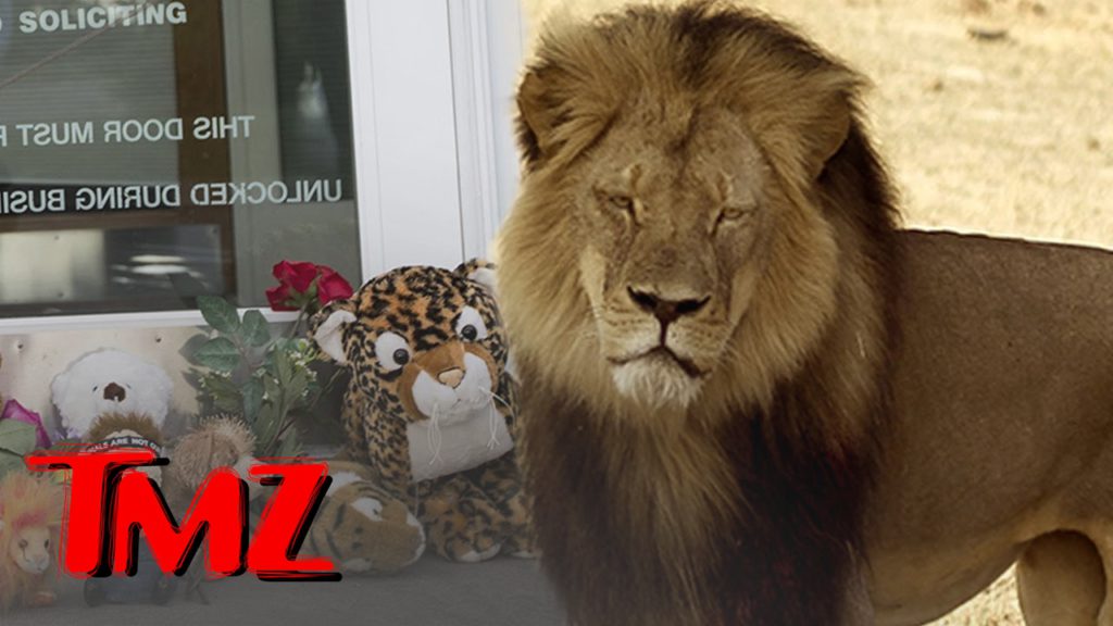 Cecil the Lion: Bones Will Become a Memorial | TMZ 1