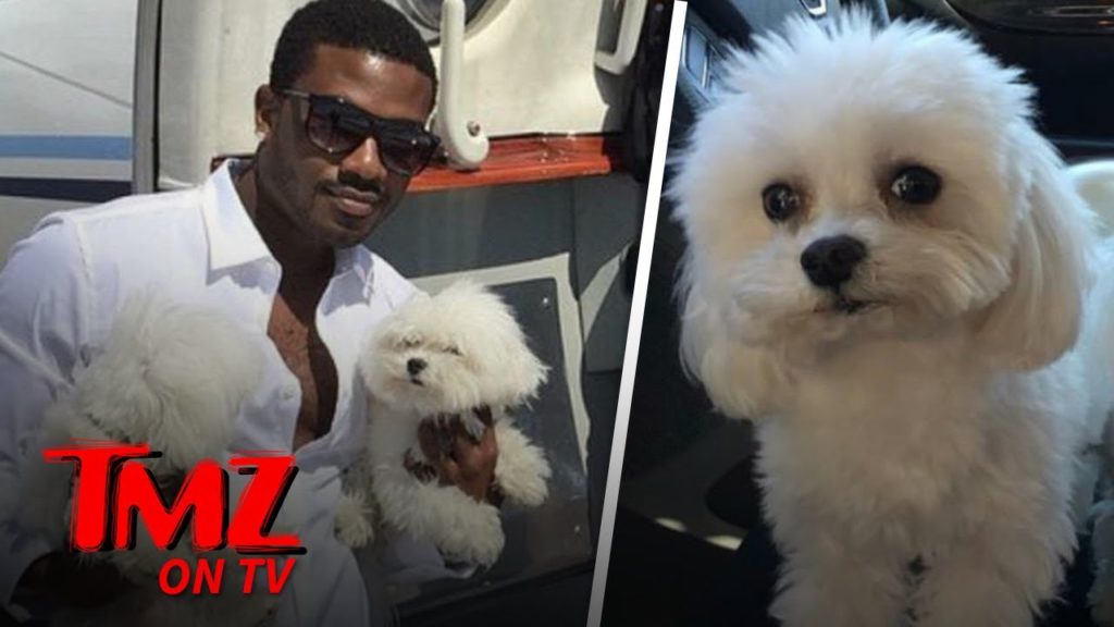 Ray J Says Dognapper Nabbed His Sweet Pooch! | TMZ TV 1