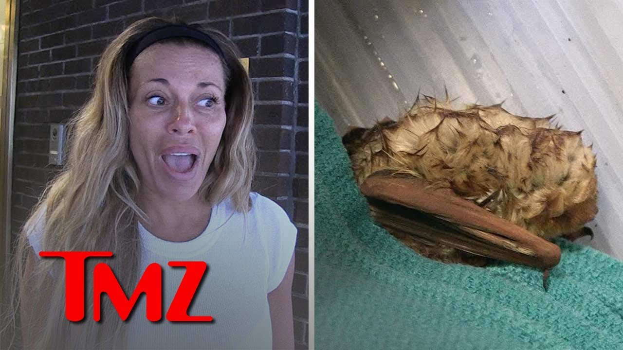 'RHONJ' Star Dolores Catania Finds Baby Bat, Enlists TMZ Photog to Save It | TMZ 5