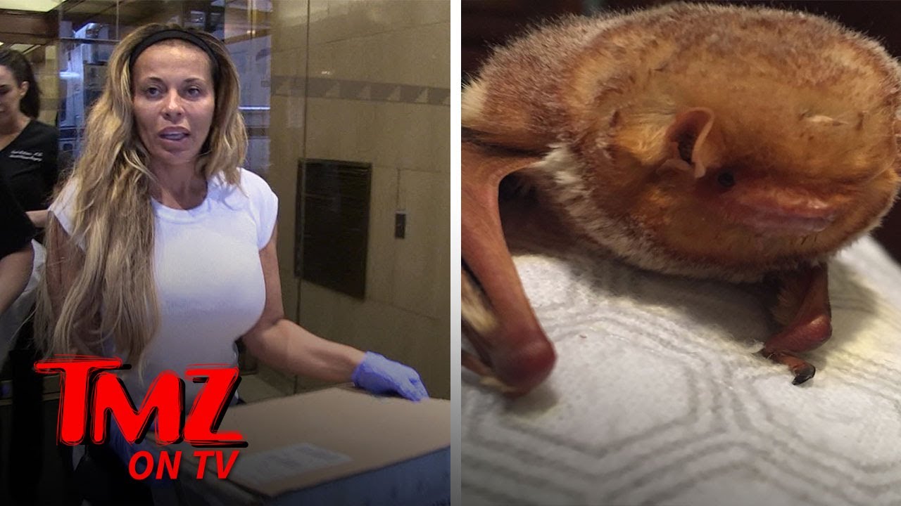 'RHONJ' Star Finds Baby Bat & Asks TMZ Photog To Save it | TMZ TV 3