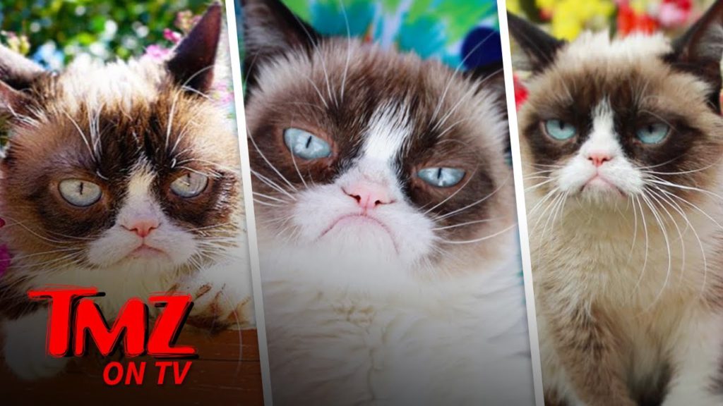 Grumpy Cat Has Died | TMZ TV 1