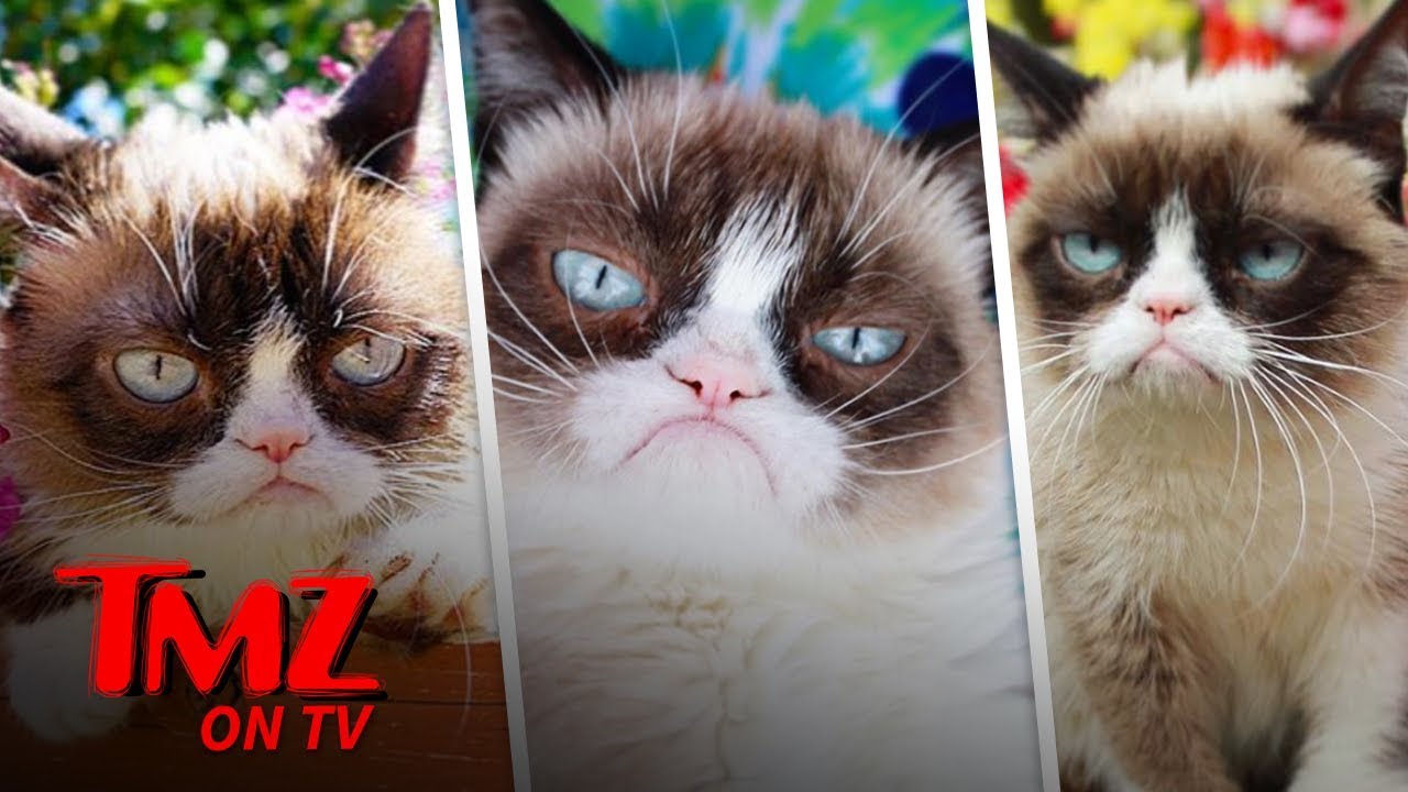 Grumpy Cat Has Died | TMZ TV 3